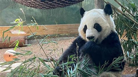 when are atlanta pandas returning to china